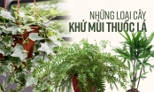 Đánh bay mùi thuốc lá trong phòng bằng cách trồng 8 loại cây xanh dưới đây