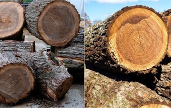 PHÒNG NGỦ THỜI THƯỢNG VỚI MẪU TỦ QUẦN ÁO GỖ ÓC CHÓ CAO CẤP